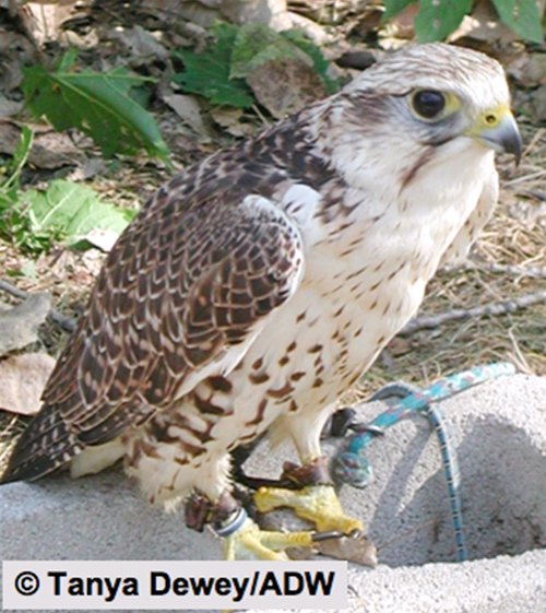 birds falcons photos